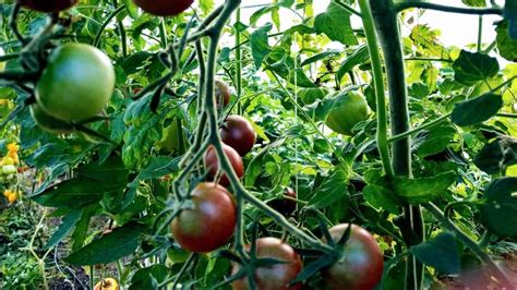 Chocolate Cherry Tomato Plant Care — A Definitive Guide