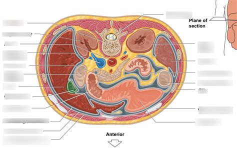 transverse section through abdomen Diagram | Quizlet