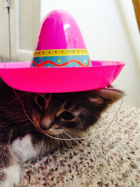 15 Silly Cats Wearing Hats | Silly cats, Cutest thing ever, Cats