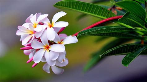 Tropical Flower Desktop Wallpaper | Best Flower Site