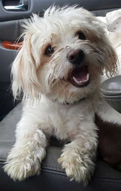 Dog adopted - Bubba, a Maltese & Shih Tzu Mix in Winlock, WA ...