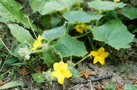 Cucumber flower - Stock Image - B804/4331 - Science Photo Library