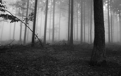 Black and White Forest Wallpaper Free Download