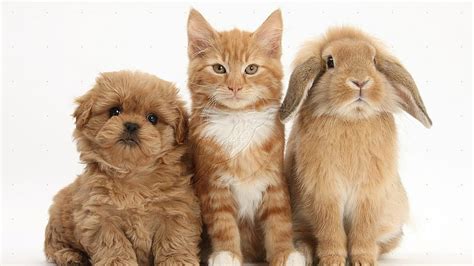 Sweet friends, kitten, cat, rabbit, bunny, puppy, dog, HD wallpaper ...