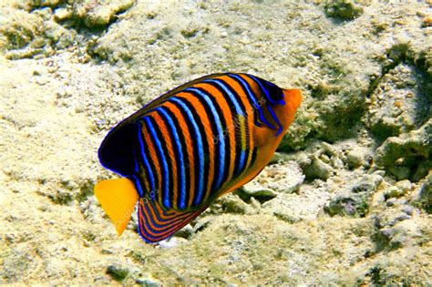 Royal angelfish Stock Photo by ©Vlad61 3854384