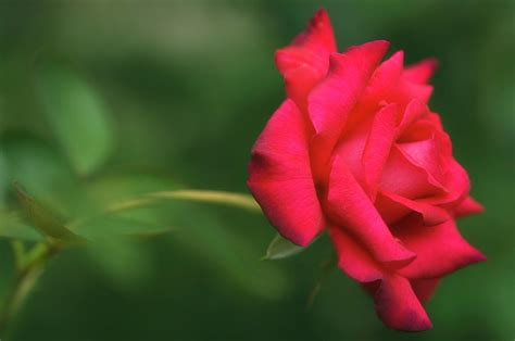 Rose (rosa Hybrid) #5 Photograph by Maria Mosolova/science Photo ...