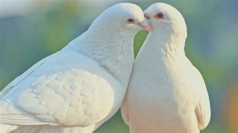 11 Meanings of Seeing Two Doves: A Pairs Spiritual Symbolism ...