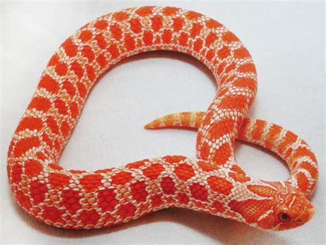 10 Stunning Western Hognose Snake Morphs - ReptileWorldFacts