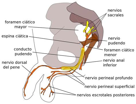 Nervio pudendo - Wikipedia, la enciclopedia libre | Nervio, Anatomia ...