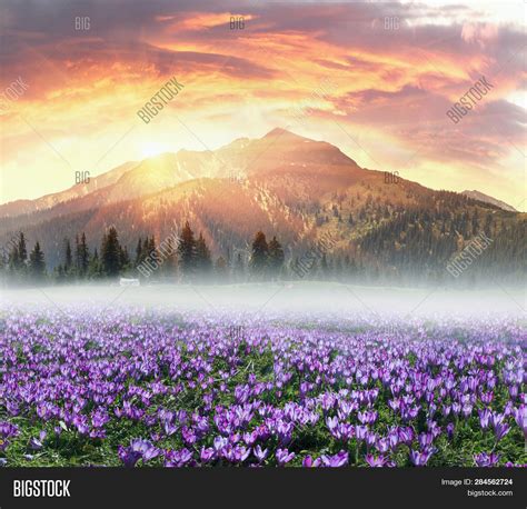 Floral Mountain Spring Image & Photo (Free Trial) | Bigstock