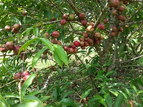 LI NA HERBS: FRUITING MAHKOTA DEWA PLANT