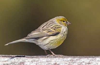 Atlantic Canary Breeding in Canary Islands 2025 - Rove.me