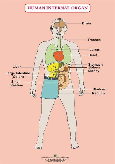 Human Body Internal Organs Diagram Organs Body Human Diagram