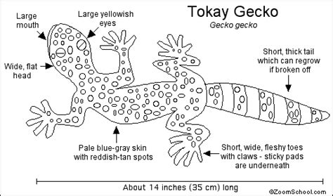 Gecko Printout- EnchantedLearning.com