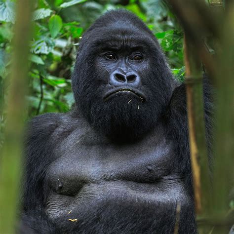 Top 172 + Gorilla animal information - Lifewithvernonhoward.com