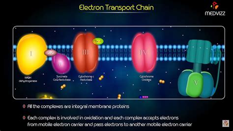 Electron Transport Chain Animation - Medical Biochemistry - YouTube