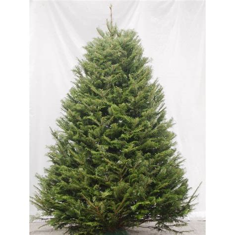 Landscape Basics Christmas Tree 5-6 ft. | The Home Depot Canada