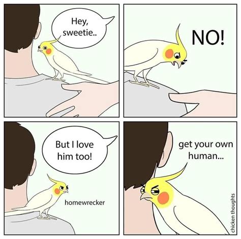 Funny Bird Memes | Funny parrots, Cockatiel, Funny birds