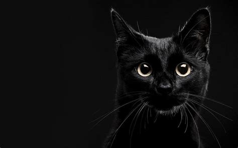 Aesthetic Black Cat Wallpapers - Top Free Aesthetic Black Cat ...