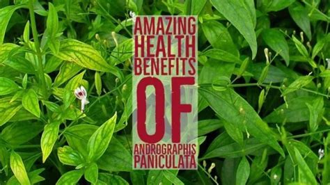 7 Amazing Health Benefits Of Andrographis Paniculata - pangbenta.com