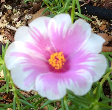 Purslane | Flowers, Plants