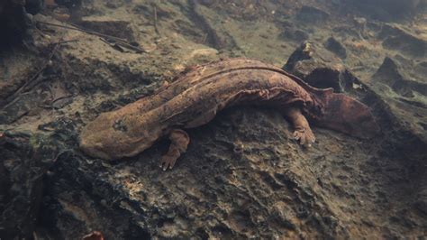 Salamander Dads Are Turning Into Cannibals, Threatening Species ...