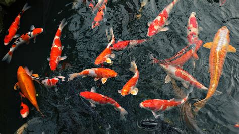 4 Types of Fish That Are Ideal for Your Outdoor Pond - Clearly Aquatics ...