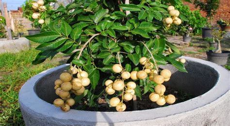 Longan Plant & Tree Care - How To Take Care of Longan Trees ...