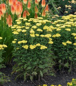 30 Deer-Resistant Perennials | Garden Design