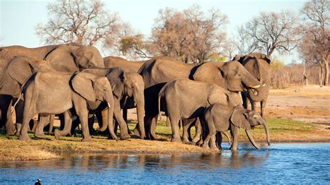 Where to See Wildlife in Zimbabwe | Jacada Travel