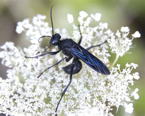 Great Black Wasp (Insects of Mockingbird Nature Park, Midlothian, Texas ...