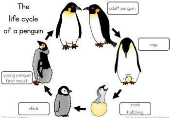 Pin by Jazmín Campos Soto on Primaria | Penguin life cycle, Penguin ...