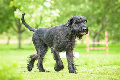 Giant Schnauzer - Facts, Pictures, Puppies, Temperament, Shedding ...