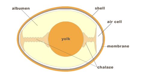 egg anatomy | Anatomy, Membrane, Pie chart