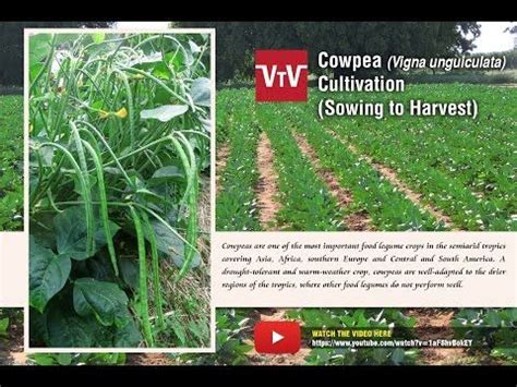 Growing Cowpeas: 1.Soil 2.Season 3.Planting 4.Care 5.Pests 6.Harvest 7 ...