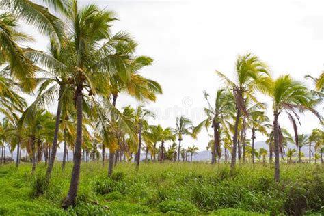 Hawaii Palm Tree Coconut Farm Stock Photo - Image: 29583874