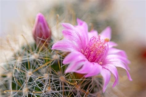 10 Beautiful Types Of Cactus Flowers You May Not Have Seen - Mich ...