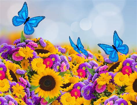 1920x1080px | free download | HD wallpaper: butterflies on flowers ...