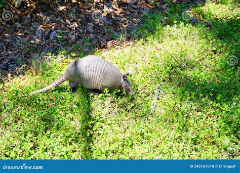 Armadillo is Looking for Food Stock Photo - Image of natural, brown ...