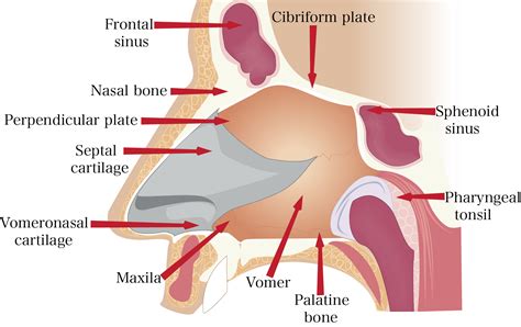 Nose Anatomy Diagram