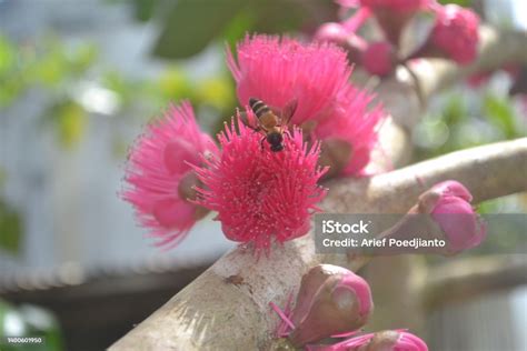 Entomophily Or Insect Pollination Stock Photo - Download Image Now ...