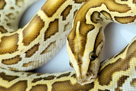 Top 20 Burmese Python Morphs (With Pictures) - ReptileHow.com