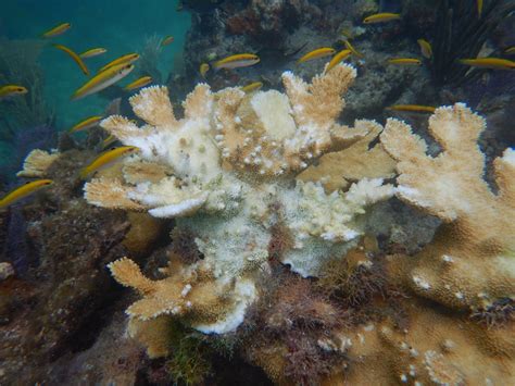 Florida's Coral Reef: Coral Bleaching and the 2023 Marine Heat Wave ...