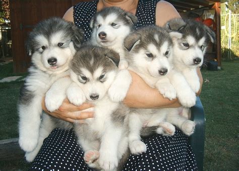 Alusky (Husky Malamute) Info, Training, Puppies and Pictures