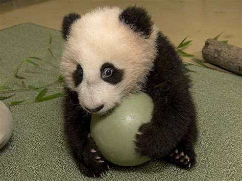 Baby Panda