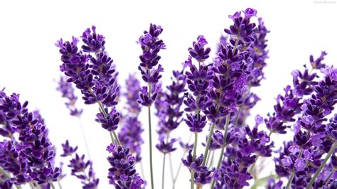 Lavender Flowers wallpaper | 1920x1080 | #78273