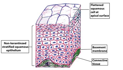 Non Keratinized Stratified Squamous Epithelium Diagram AnatomyBox