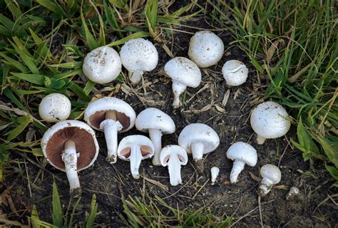 Agaricus campestris: The Ultimate Mushroom Guide + 7 Recipes