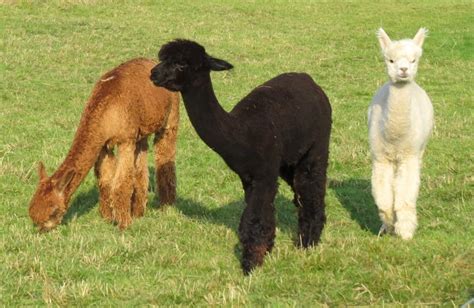 Guide to Baby Llamas: Caring, Feeding, and Development