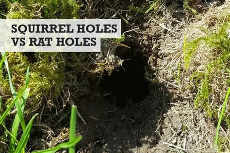 Squirrel Holes vs Rat Holes (How to Tell the Difference)